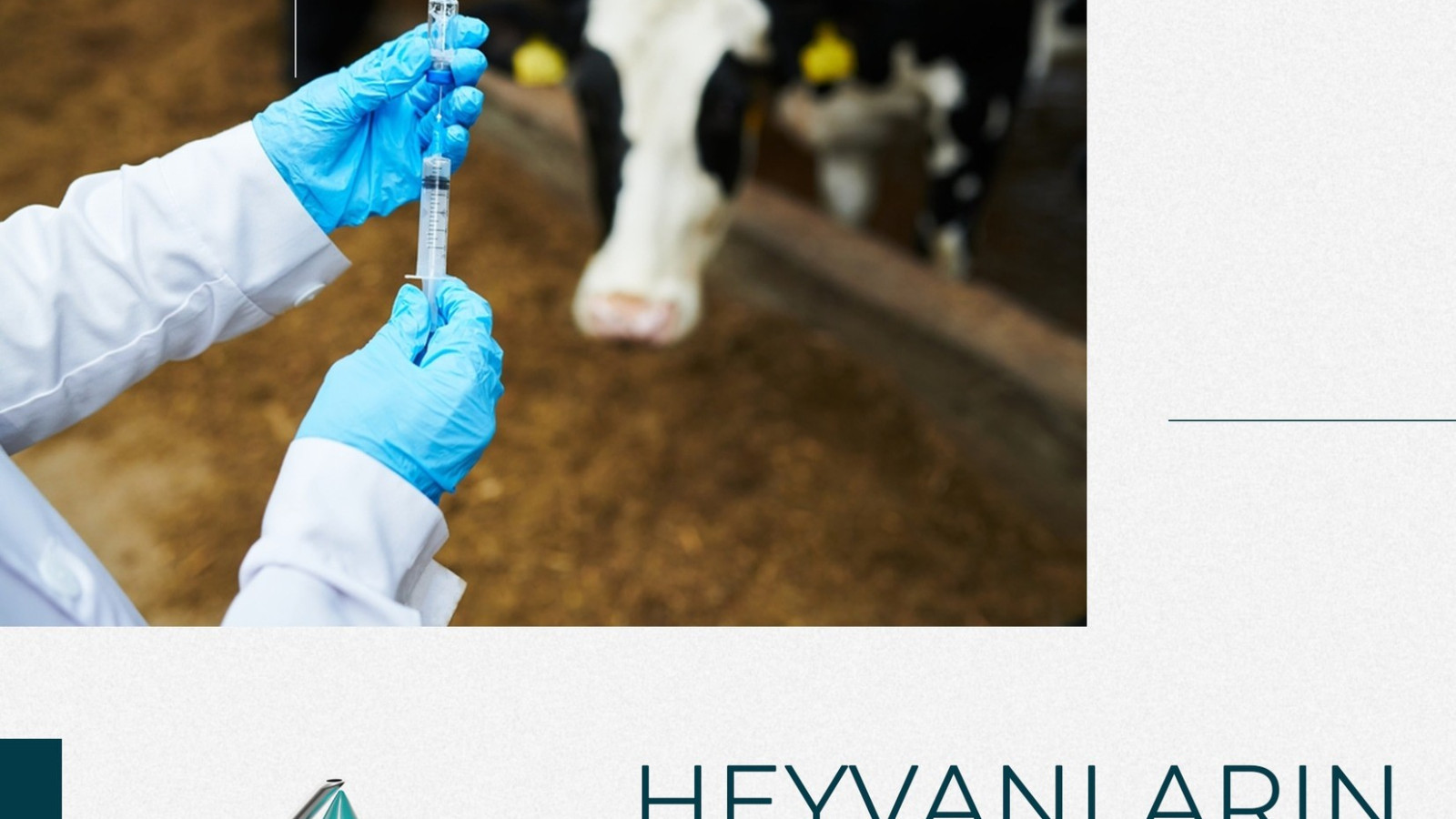 Heyvan Heyvanları peyvənd edərkən ən vacib qaydalar!