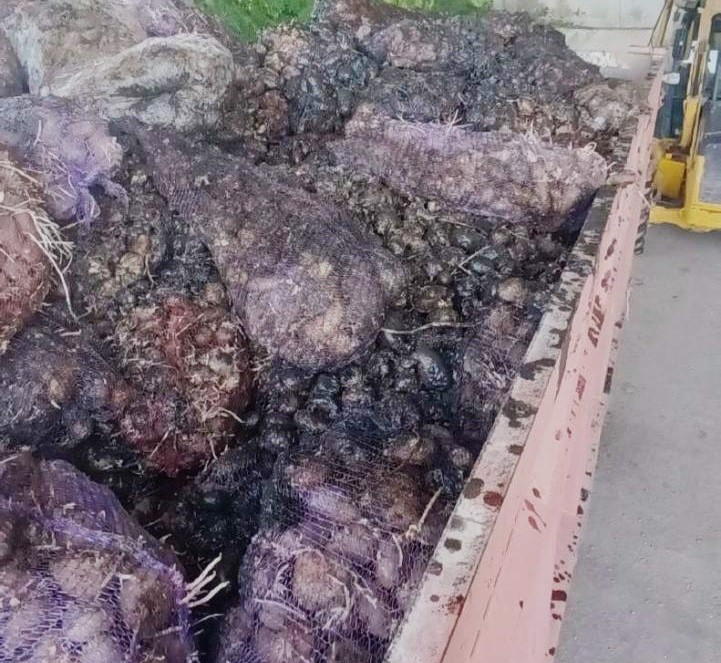 Toxumluq kartof məhsulunda zərərli orqanizm aşkarlanıb