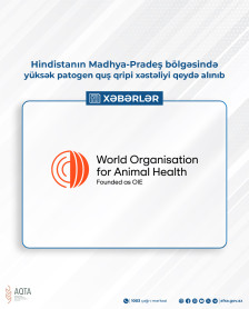 Hindistanın Madhya-Pradeş bölgəsində yüksək patogen quş qripi xəstəliyi qeydə alınıb