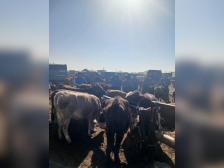 Bərdədə heyvan satışı bazarında ciddi nöqsanlar müəyyən edilib