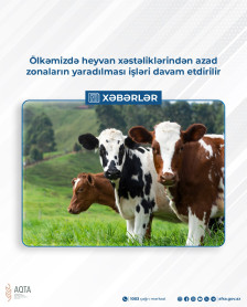 Ölkəmizdə heyvan xəstəliklərindən azad zonaların yaradılması işləri davam etdirilir