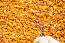 Heyvan yemlərində aflatoksinin olması təhlükəlidir – Xəbərdarlıq