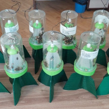 Qəhvəyi mərmər bağacığı ilə bağlı mübarizə tədbirləri davam edir