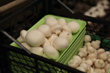 Göbələk istehlak edərkən nələrə diqqət etməli?