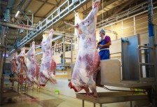 Ölkə üzrə 120-dən çox müasir heyvan kəsimi məntəqəsi fəaliyyət göstərir