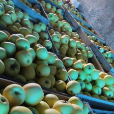 Türkiyəyə ixracı nəzərdə tutulan alma məhsulu partiyalarında uyğunsuzluq aşkarlanıb