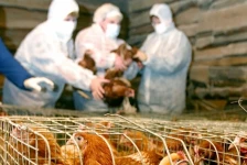 Dünyadakı epizootik vəziyyət nəzarətdə saxlanılır