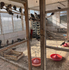 “Fədək” restoranında baytarlıq nəzarəti olmadan saxlanılan heyvanlar aidiyyəti üzrə təhvil verilib