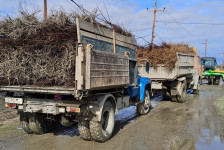 İdxal olunan şaftalı və nektarin tingində Şarka virusu aşkarlanıb
