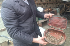 Qəhvəyi mərmər bağacığına qarşı monitorinqlər davam etdirilir