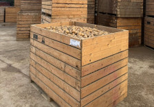 Gürcüstandan və Türkiyədən idxal edilən toxumluq kartof məhv edilib