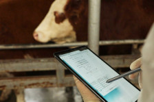 Heyvanların identifikasiyası heyvan mənşəli məhsulların “fermadan süfrəyədək” izlənilməsinə imkan yaradır