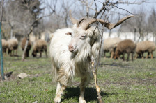 Azərbaycanın xırdabuynuzlu heyvanların taunu xəstəliyindən azad ölkə statusu ÜHST tərəfindən təsdiq olunub