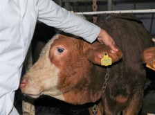 Heyvanların identikləşdirilməsi baytarlıq nəzarətinin effektivliyini artırır