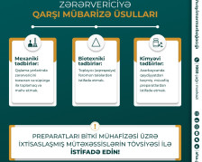 Qəhvəyi mərmər bağacığına qarşı mübarizə üsulları