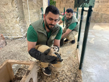 Qanunsuz saxlanılan vəhşi heyvanlar xilas edilib