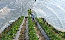 Cəlilabadda çiyələk təsərrüfatında monitorinq keçirilib - Video