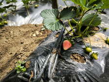 Lənkəranda çiyələk və kartof istehsalçıları və ixracatçıları ilə görüş keçirilib