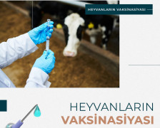 Heyvanları peyvənd edərkən ən vacib qaydalar!