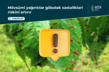 AQTA: Mövsümi yağıntılar göbələk xəstəlikləri riskini artırır