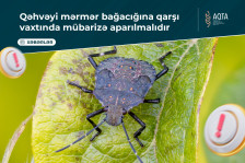 Qəhvəyi mərmər bağacığına qarşı vaxtında mübarizə aparılmalıdır