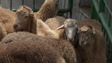 Qurban bayramı ilə bağlı hazırlıq işləri yekunlaşıb - VİDEO