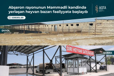 Abşeron rayonunun Məmmədli kəndində yerləşən heyvan bazarı fəaliyyətə başlayıb - VİDEO