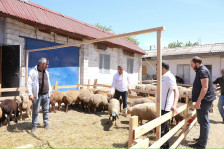 Ölkə üzrə 134 ünvanda qurbanlıq heyvanların satış və kəsim xidmətləri davam etdirilib