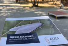 Amerika ağ kəpənəyinə qarşı fitosanitar monitorinqlər aparılıb