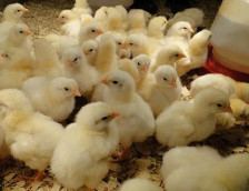 Quşçuluq sektorunda istehsal və ixrac imkanları genişlənir