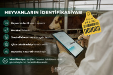 Heyvanların identifikasiyası nə üçün vacibdir?