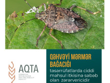 Qəhvəyi mərmər bağacığına qarşı mübarizə üsulları