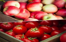 Rusiyaya ümumilikdə 212 müəssisədən pomidor, 76 müəssisədən isə alma ixracına icazə verilib