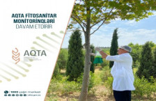 AQTA fitosanitar monitorinqləri davam etdirir