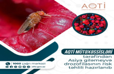 AQTİ mütəxəssisləri tərəfindən Asiya giləmeyvə drozofilasının risk təhlili hazırlanıb