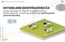 Heyvanların İdentifikasiyası və Qeydiyyatı Sistemi heyvandarlıq məhsullarının “fermadan süfrəyədək” izlənməsinə imkan verəcək