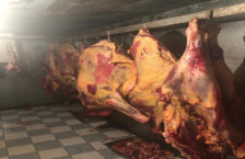 Qurban bayramı günlərində 851 kq istifadəyə yararsız ətin satışının qarşısı alınıb