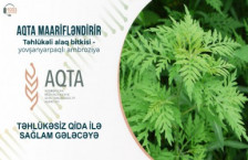 Təhlükəli alaq bitkisi - yovşanyarpaqlı ambroziya