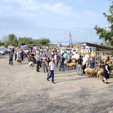 AQTA heyvan satışı bazarlarında monitorinqləri davam etdirir