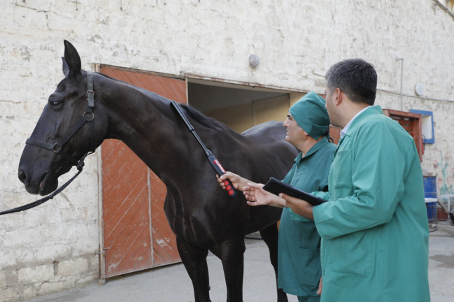 Heyvanların İdentifikasiyası və Qeydiyyatı Sisteminin tətbiqi davam etdirilir