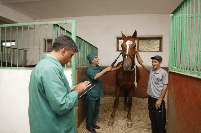 Heyvanların İdentifikasiyası və Qeydiyyatı Sisteminin tətbiqi davam etdirilir