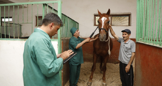 Heyvanların İdentifikasiyası və Qeydiyyatı Sisteminin tətbiqi davam etdirilir