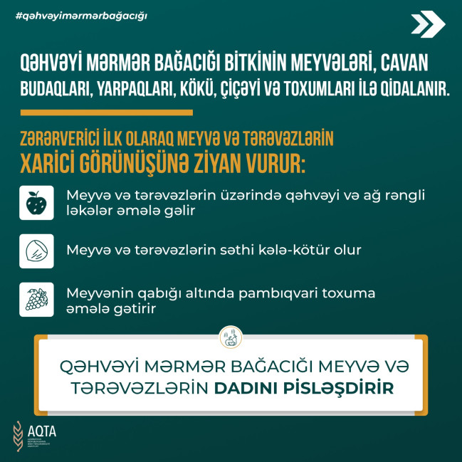 Qəhvəyi mərmər bağacığı və bu zərərverici ilə mübarizə tədbirləri