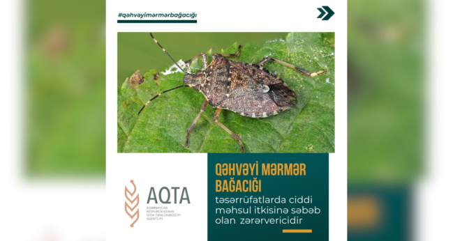 Qəhvəyi mərmər bağacığı ilə necə mübarizə aparılmalıdır?