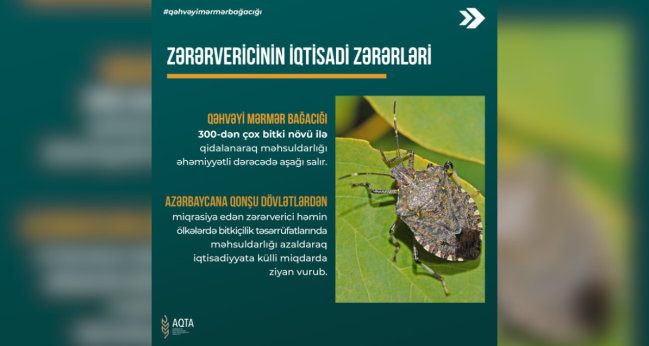 Qəhvəyi mərmər bağacığı ilə necə mübarizə aparılmalıdır?