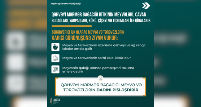 Qəhvəyi mərmər bağacığı ilə necə mübarizə aparılmalıdır?