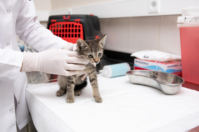 Mərkəzi Baytarlıq Laboratoriyasında biokimyəvi və hematoloji analizlər yüksək dəqiqliklə aparılır