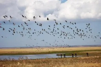 Latviyanın Vidzeme regionunda quş qripi xəstəliyi qeydə alınıb