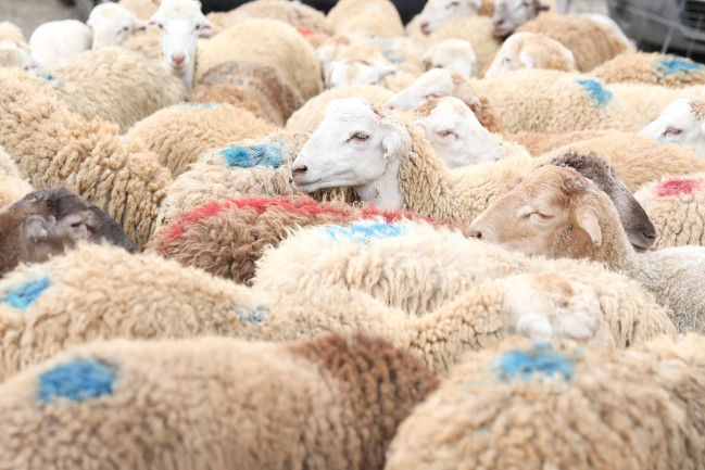Bayramla bağlı 135 ünvanda qurbanlıq heyvanların satışı və kəsimi xidmətləri göstərilir