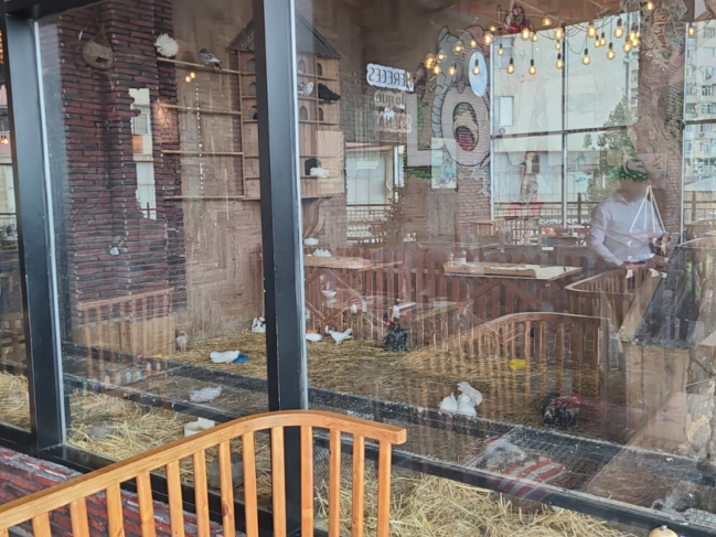 “Kolorit” restoranında heyvanların qanunsuz saxlanıldığı aşkar olunub